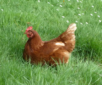 Hen