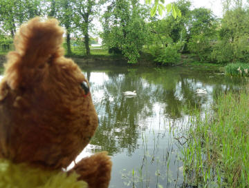 Yellow Teddy at lake with swans