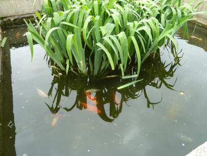 Discovery Centre fishpond