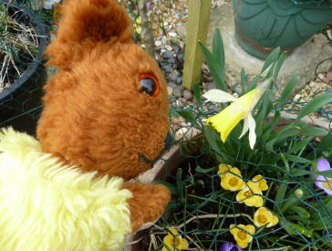 Yellow Teddy with daffodil pots