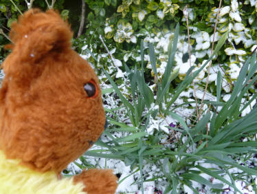 Yellow Teddy with frozen daffodils