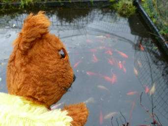 Yellow Teddy and fish in pond