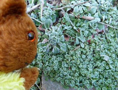 Yellow Teddy with frosty plants