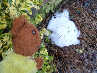 Yellow Teddy with last bit of snow