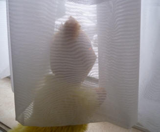 Yellow Teddy behind net curtains