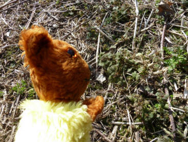 Yellow Teddy with the regrowing nettles