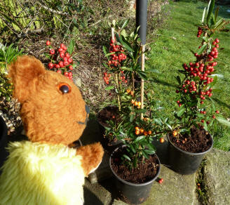 Yellow Teddy with pyracantha bushes