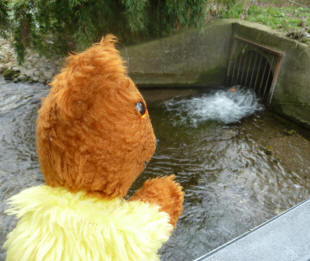 Yellow Teddy at river outlet