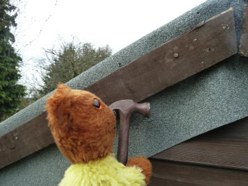 Yellow Teddy mending shed