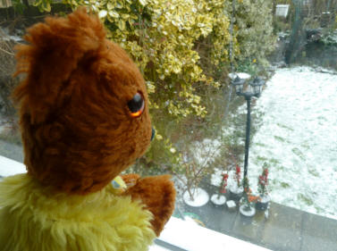 Yellow Teddy watching snow from kitchen window