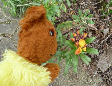 Yellow Teddy with wallflower