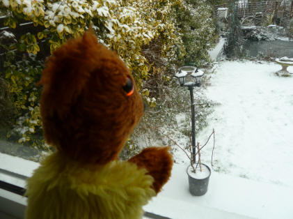 Yellow Teddy viewing snowy garden