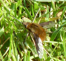 Bee-fly