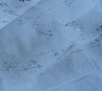 Bird footprints in dusty snow