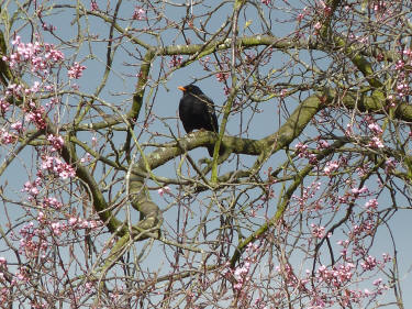 Blackbird in blossom tree