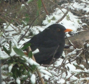 Blackbird in snow