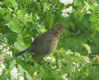 Young blackbird