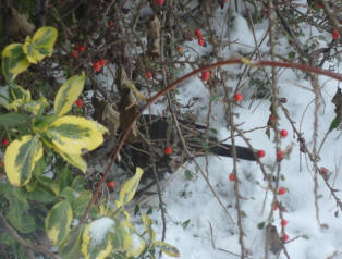 Blackbird under bushes with bread