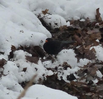 Blackbird in snowy mud