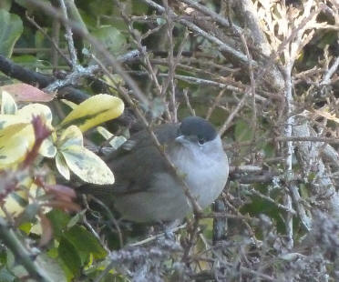 Blackcap