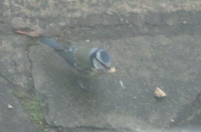 Bluetit eating crumbs