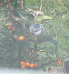 Bluetit eating pyracantha berries