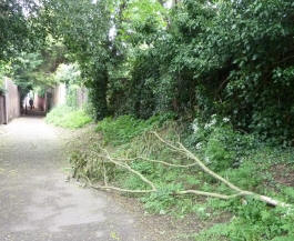 Broken branch on footpath