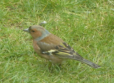 Chaffinch