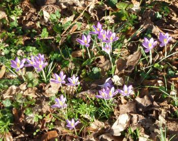 Crocus on grass verge