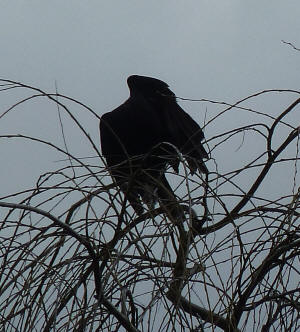 Crow preening