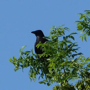 Crow