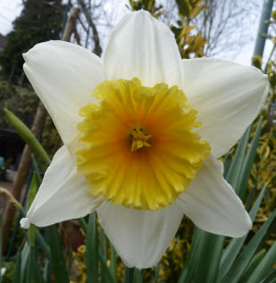 Yellow Teddy's favourite white, yellow and orange daffodil