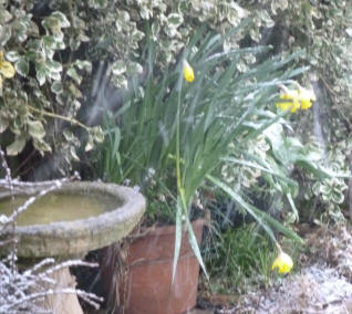 Frozen daffodil pot