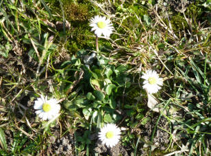 First daisies