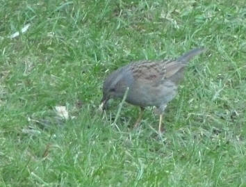 Dunnock eating crumbs