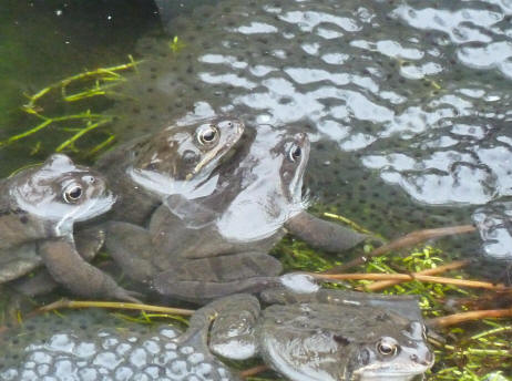 Frogs and spawn