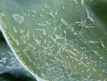 Ice crystals on tulip leaf