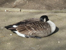 Goose sleeping 1