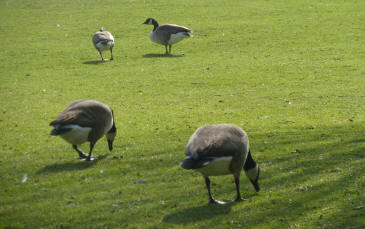 Geese eating the grass