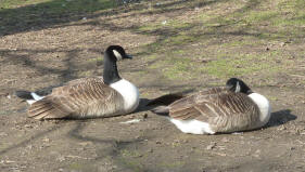 Goose sleeping 3