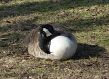 Goose sleeping 2
