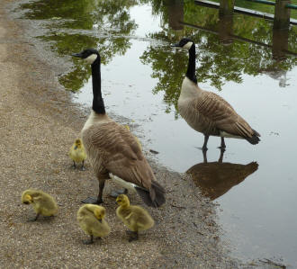 Goose family