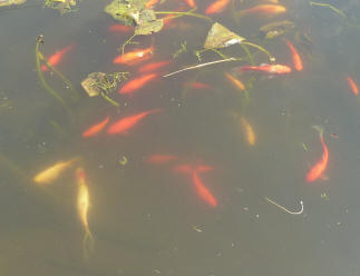 Goldfish