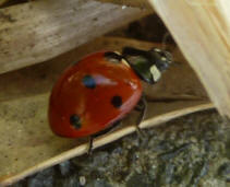 Ladybird