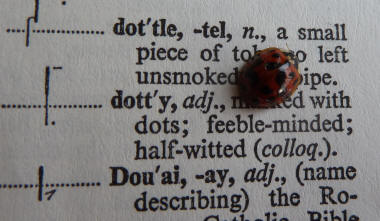 Ladybird on book
