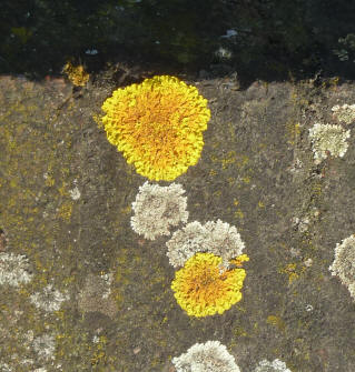 Yellow lichen