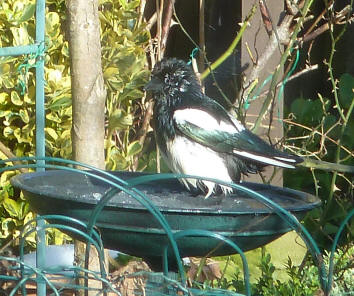 Magpie in birdbath