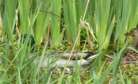 Duck behind grass on pond