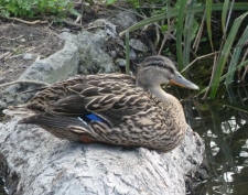 Female mallard duck