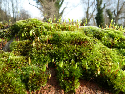 Moss on top of brick wall
